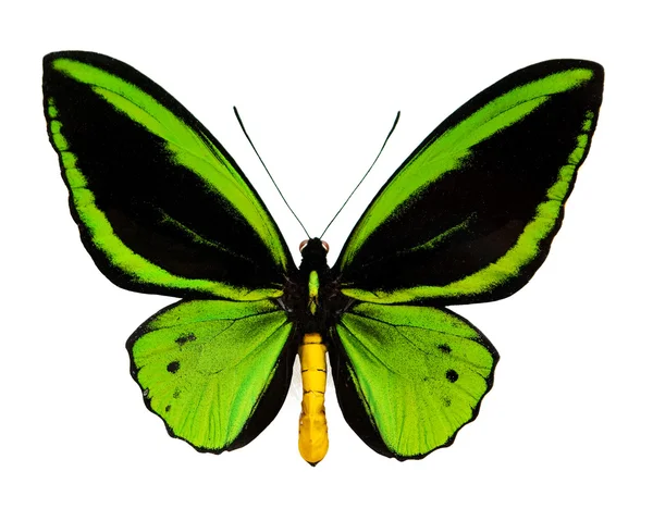 Een Groene Vlinder Geïsoleerd Wit — Stockfoto
