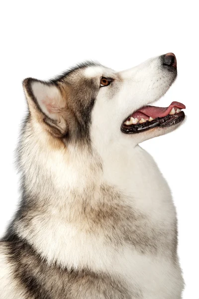 アラスカンマラミュート犬 — ストック写真