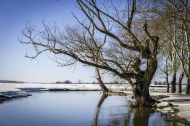 Suya yansıyan kış ağacında
