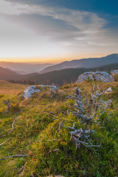 Pedras e madeira na paisagem de verão — Fotografia de Stock