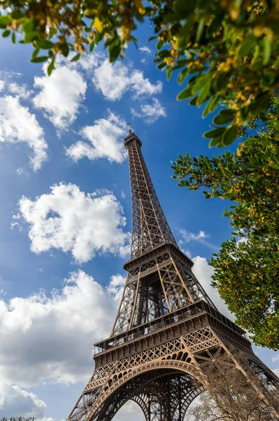 Menara Eiffel melalui pohon — Stok Foto