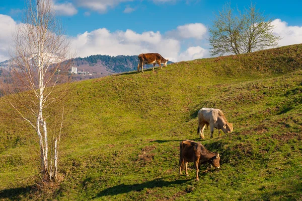 Cows  farm grazing green grass on the hill — ストック写真