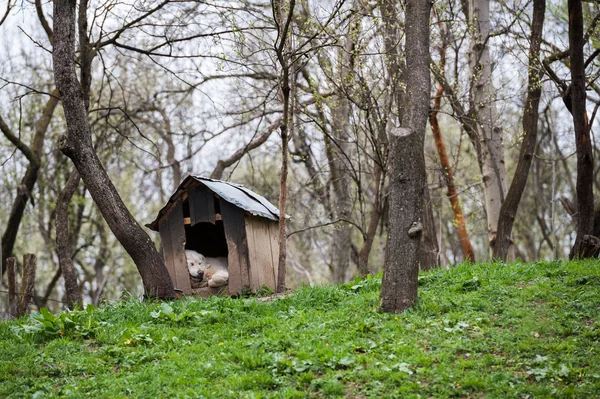 Guard dog sleeping in doghouse ロイヤリティフリーのストック画像