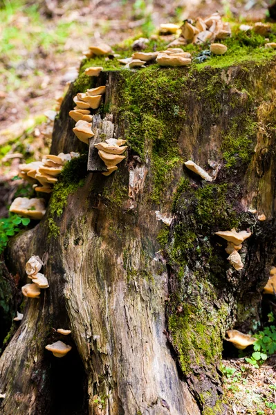 Tronco d'albero con funghi e muschio Immagine Stock