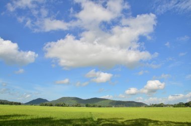 Pirinç çeltik tarlaları, Bay Nui