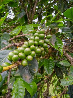 Kahve tarlasında yeşil kahve meyvesi