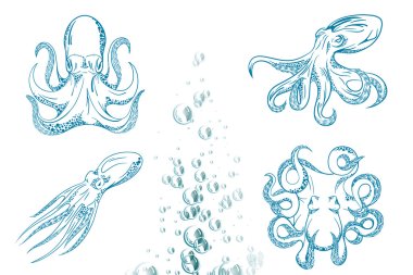 Original close up vector illustration of hand drawn octopus.  clipart