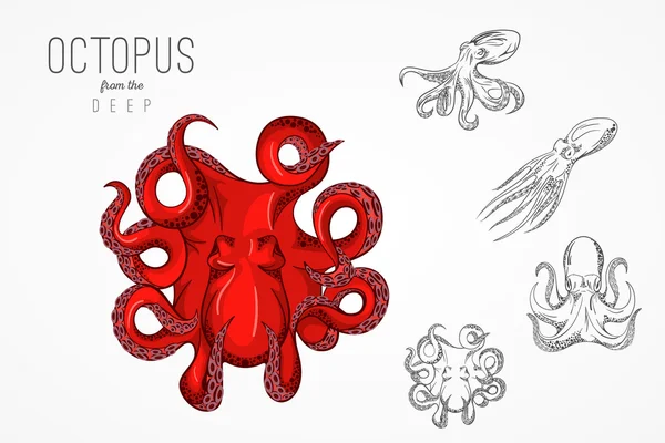 Template for logos, labels and emblems with outline silhouette octopus. Vector illustration.