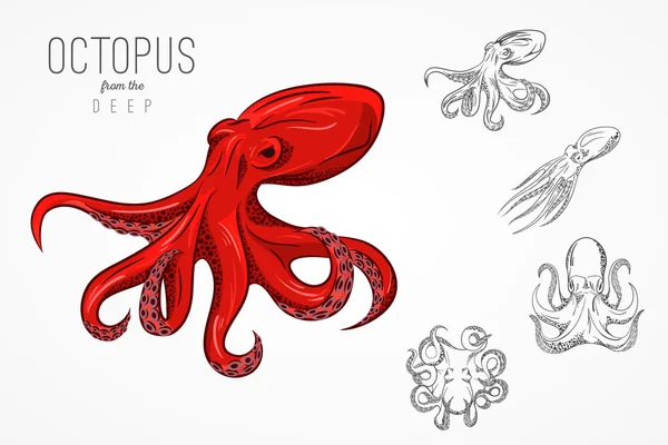 Template for logos, labels and emblems with outline silhouette octopus. Vector illustration.