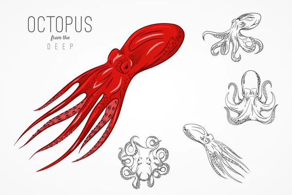 Template for logos, labels and emblems with outline silhouette octopus. Vector illustration. — Stock Vector