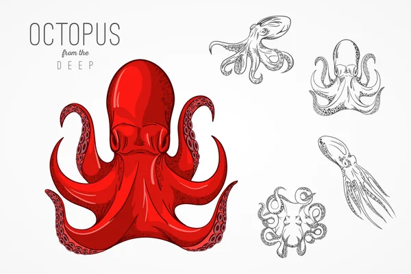 Template for logos, labels and emblems with outline silhouette octopus. Vector illustration. — 스톡 벡터