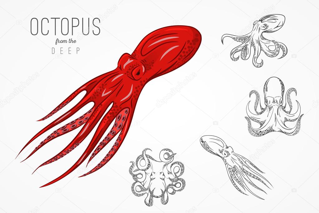 Template for logos, labels and emblems with outline silhouette of octopus. Vector illustration.