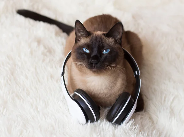 Thai cat with headphones listening to music.