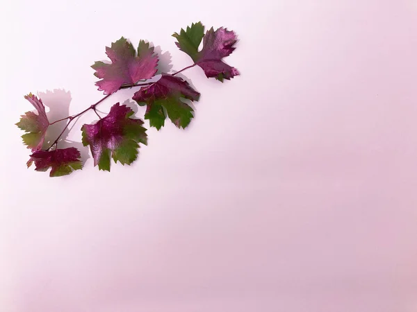 Autumn grape leaves in shades of green and pink on a light background