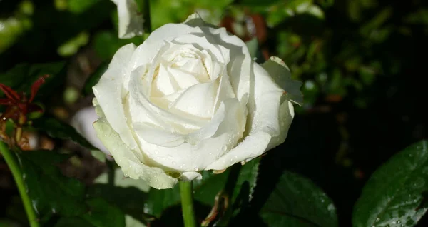 Witte Roos Met Dauwdruppels Zürich Zwitserland — Stockfoto