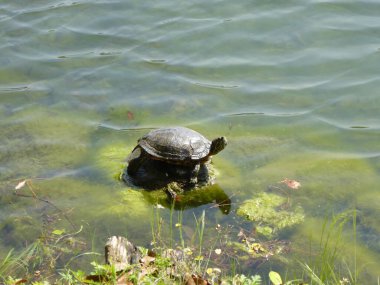 Kaplumbağa Ohori Park, Fukuoka, Japonya 'da güneşin tadını çıkarıyor.