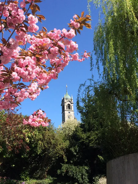 Zürih Enge 'deki kilise kulesi kiraz çiçekleri ve diğer ağaçlar tarafından çerçevelenmiş, Zürih, İsviçre