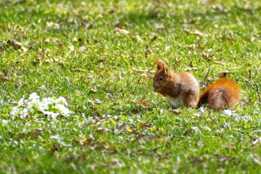 İsviçre, Zürih 'te çim tarlasında fındıkla oturan kırmızı sincap.