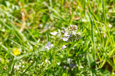 Erkek ve dişi portakal uçlu kelebek (Anthocharis kakuminleri) İsviçre 'nin Zürih kentinde aynı çiçeğe tünemiştir.