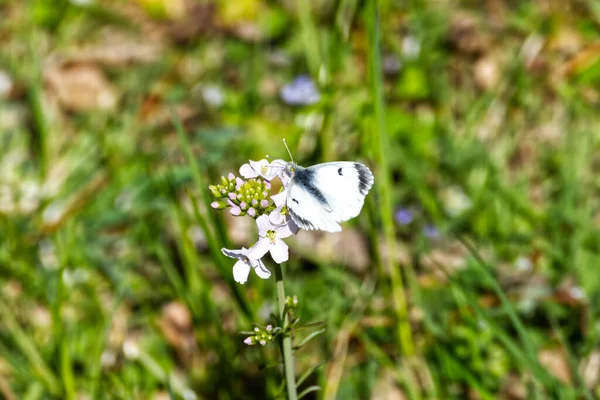 Ženský Pomerančový Motýl Anthocharis Cardamines Sedící Květině Curychu Švýcarsko — Stock fotografie