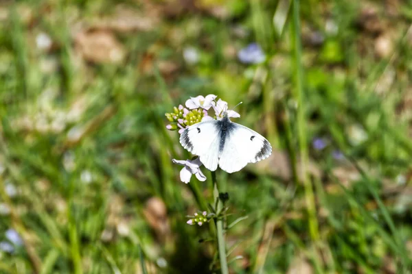 Ženský Pomerančový Motýl Anthocharis Cardamines Sedící Květině Curychu Švýcarsko — Stock fotografie