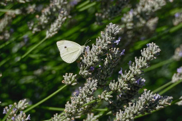 Grüner Weißer Schmetterling Auf Lavendelpflanze Zürich Schweiz — Stockfoto