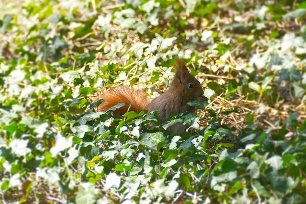 Red Squirrel Duduk Dengan Mur Bawah Pohon Zurich Swiss — Stok Foto