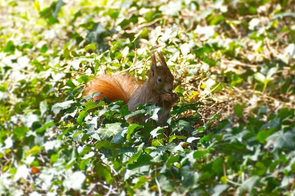 Esquilo Vermelho Sentado Com Uma Noz Embaixo Uma Árvore Zurique — Fotografia de Stock