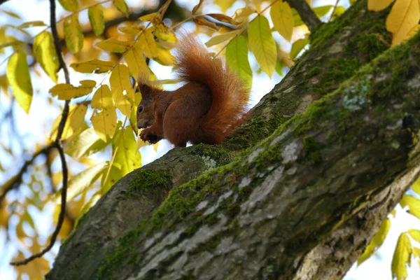 Wiewiórka Siedząca Jesiennym Drzewie Zurychu Szwajcaria — Zdjęcie stockowe