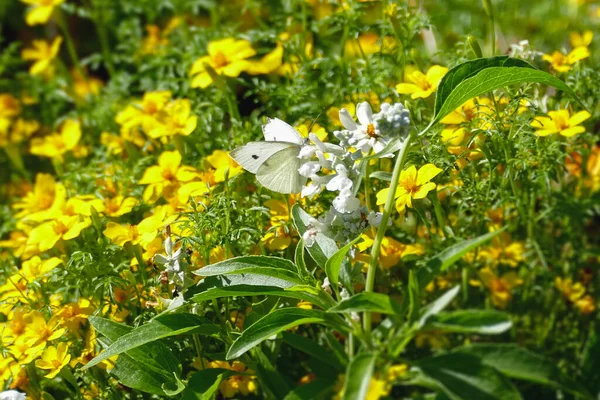 Μικρή Λευκή Πεταλούδα Σκαρφαλωμένη Ένα Λευκό Λουλούδι Στη Ζυρίχη Ελβετία — Φωτογραφία Αρχείου