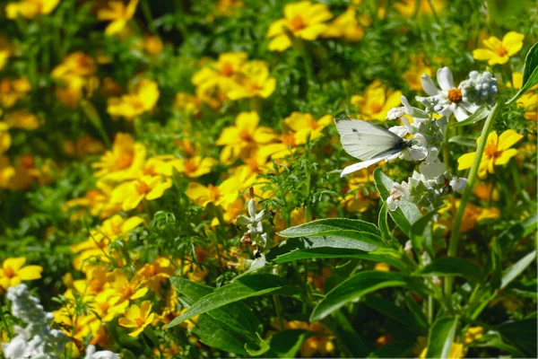 Petit Papillon Blanc Perché Sur Une Fleur Blanche Zurich Suisse — Photo