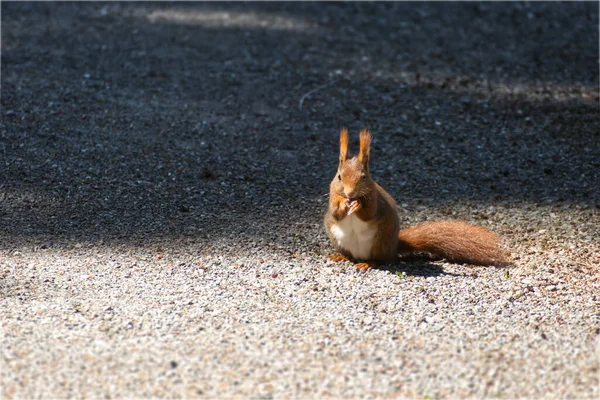 Red Squirrel sitting on gravel path in Zurich, Switzerland