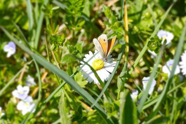 Dusky Meadow Brown Butterfly Hyponephele Lycaon Sitting Daisy Zurich Switzerland — Stock Photo, Image