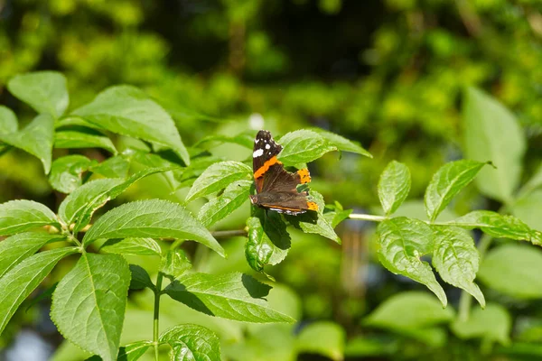 Borboleta Vermelha Almirante Vanessa Atalanta Empoleirada Folha Verde Zurique Suíça — Fotografia de Stock