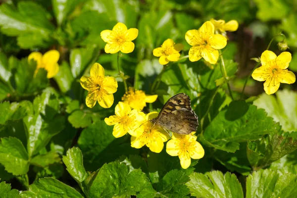 スイスのチューリッヒにある黄色の沼のマリーゴールドの上にスペックルウッド蝶 Parge Aegeria — ストック写真