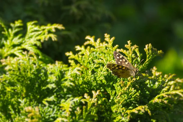 Motyl Iglasty Pararge Aegeria Siedzący Zielonym Krzewie Zurychu Szwajcaria — Zdjęcie stockowe