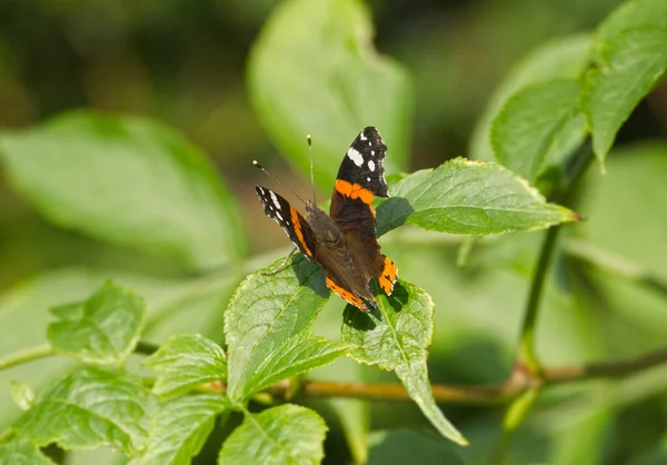 Roter Admiral Schmetterling Vanessa Atalanta Thront Auf Einem Grünen Blatt — Stockfoto