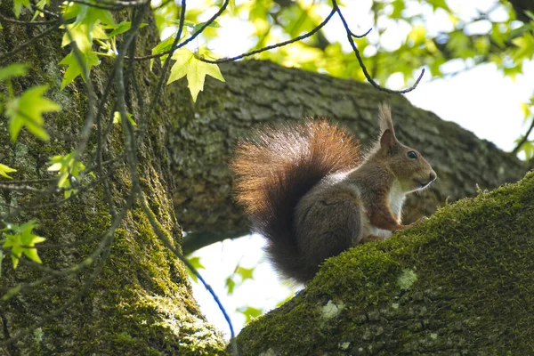 Rotes Eichhörnchen Einem Baum Zürich Schweiz — Stockfoto