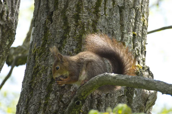 Rotes Eichhörnchen Sitzt Mit Einer Nuss Einem Baum Zürich Schweiz — Stockfoto