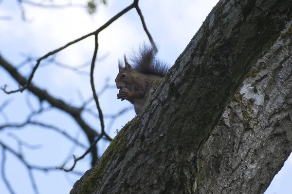 Rotes Eichhörnchen Sitzt Mit Einer Nuss Einem Baum Zürich Schweiz — Stockfoto