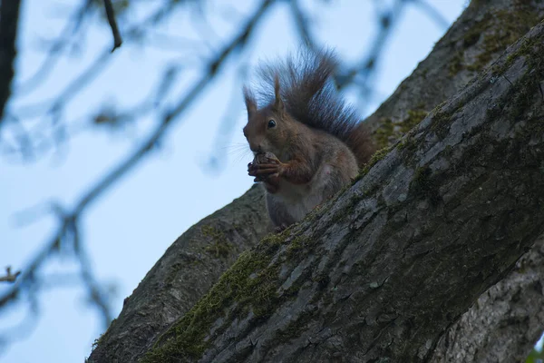 Rotes Eichhörnchen Sitzt Mit Einer Nuss Einem Baum Zürich Schweiz — Stockfoto