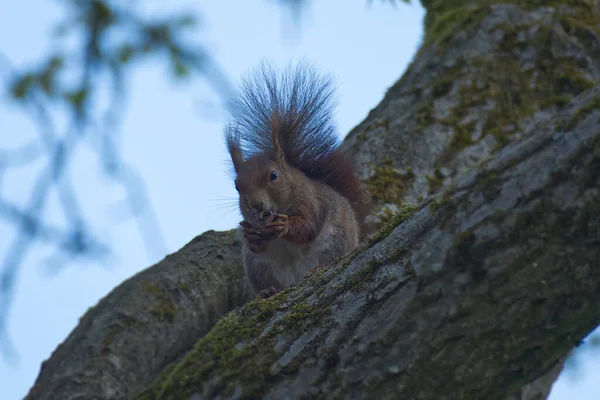 Rotes Eichhörnchen Sitzt Mit Einer Nuss Einem Baum Zürich Schweiz — Stockfoto