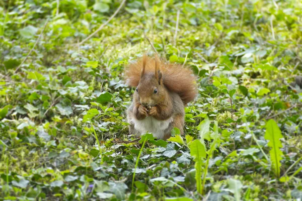 Red Squirrel Κάθεται Ένα Καρύδι Ένα Χωράφι Γρασίδι Στη Ζυρίχη — Φωτογραφία Αρχείου