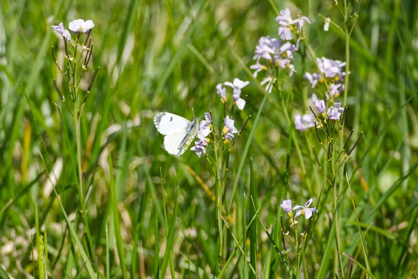 Samica Pomarańczowa Końcówka Motyl Anthocharis Cardamines Siedząca Kwiecie Zurychu Szwajcaria — Zdjęcie stockowe