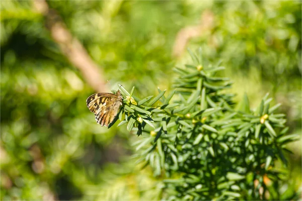 Papillon Bois Moucheté Pararge Aegeria Perché Sur Arbuste Vert Zurich — Photo