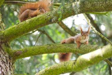 İsviçre, Zürih 'te bir ağaçta oturan iki kırmızı sincap.