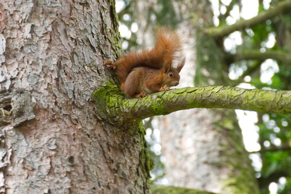 Czerwona Wiewiórka Siedząca Drzewie Zurychu Szwajcaria — Zdjęcie stockowe