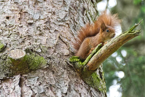 Rotes Eichhörnchen Einem Baum Zürich Schweiz — Stockfoto