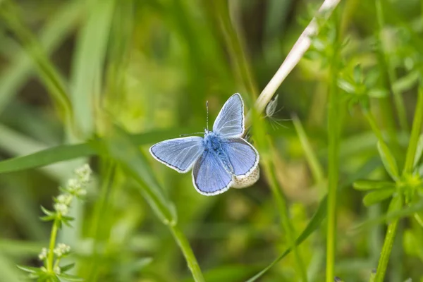 Серебристо Шипованная Синяя Бабочка Plebejus Argus Сидящая Одуванчике Цюрихе Швейцария — стоковое фото