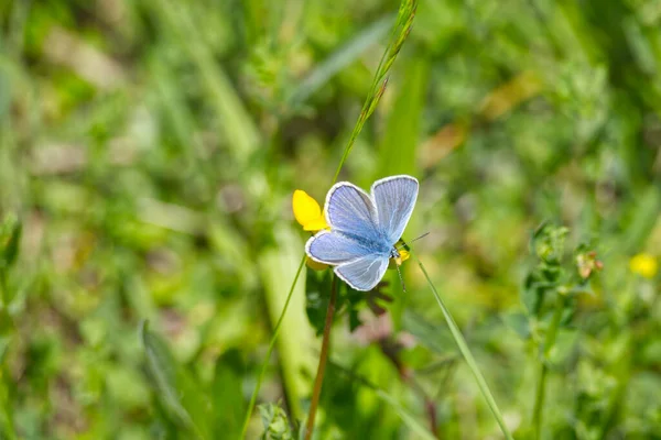 Μπλε Πεταλούδα Διακοσμημένη Ασήμι Plebejus Argus Πάνω Κίτρινο Λουλούδι Στη — Φωτογραφία Αρχείου